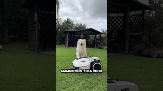 Lawn mower upgrade mammotiontech 😍❤️ mammotion yuka lawnmower dog samoyed [upl. by Etteiluj]