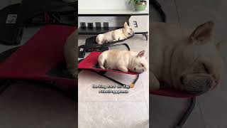 These Lazy Pups Found the BEST Spot for a Snooze pitbull dogbreed americanbully shorts [upl. by Campos]