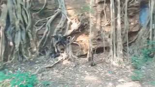 Gwalior Tourist Places  Best Places To Visit in Gwalior  Gwalior Madhya Pradesh  MP Tourism [upl. by Ahkeber]