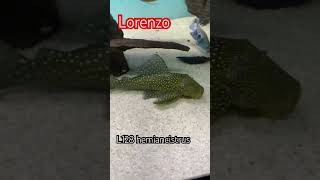 top5 pleco L128 hemiancistrus musica music trending comedyshorts aquarium shortvideos peces [upl. by Andreana131]