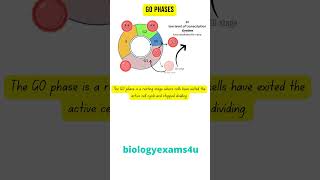 What is G0 Phase cellcycle [upl. by Melia479]