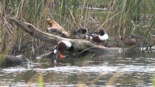 Estero Llano Grande State park 20140223 [upl. by Norret]