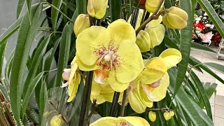 💙💛Орхідеї з назвами👍Красені Cymbidium🤩 Супер рослини🪴 на Клеманській 3 Exotic Flora київ [upl. by Akemot449]