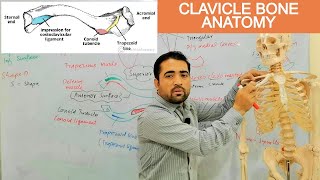 Clavicle Bone or Collar or Beauty Bone Anatomy Its surfaces muscles ligament joint By Dr Shahid [upl. by Nnhoj]