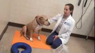 How to Place an ECollar on Your Dog [upl. by Phipps]