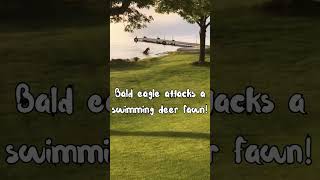 Bald eagle attacks deer fawn [upl. by Epner]