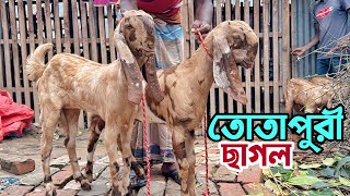 তোতাপুরী হরিয়ানা বিটল অরিজিনাল ও ক্রস ছাগলের দাম দাম [upl. by Prudhoe35]