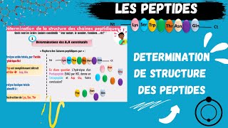 📣Les PEPTIDES Détermination de la Structure Des Peptides اقوى شرح للبيبتيد😍 PEPTIDSMEDECINE​ SNV [upl. by Susejedairam]