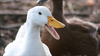 Duck Quack  Free Sound Effects  Animal Ringtones [upl. by Auhoj918]