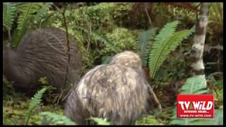 How to photograph wild kiwi in 4 easy steps [upl. by Reamonn]