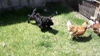 Patterdale Terrier fights Chickens [upl. by Saltzman]