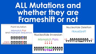 Frameshift Mutation or Not [upl. by Nnov779]