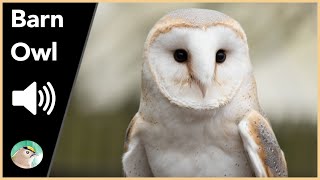 Barn Owl  Sounds [upl. by Gervase]