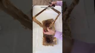 Foundationless Hive Technique how to fix comb in a frame [upl. by Ateuqahs493]