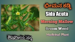 ಭೀಮನ ಕಡ್ಡಿ Sida Acuta Broom Weed Common Wire Weed [upl. by Snahc]