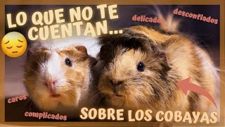 Te COMPARTO las 10 COSAS más IMPORTANTES que he aprendido en 10 años teniendo COBAYAS 🐹👩🏻🔟 [upl. by Rannug]