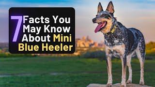 7 Things You May Know About Blue Heeler Dog Breeds [upl. by Arrais]