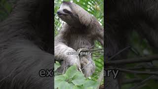 Sloth Secrets HeadTurning Adaptations [upl. by Lupe]