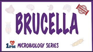 Brucella  Pathogenesis Causes Symptoms Treatment [upl. by Schriever]