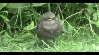 Baby Starlings Fledglings [upl. by Surdna398]