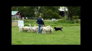 Belgian shepherd herding sheep [upl. by Brianne]