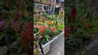 Plantas Blomelias Guzmania de diferentes colores Bromeliad Plants Guzmania of different colors 😃🪷 [upl. by Ajiram436]