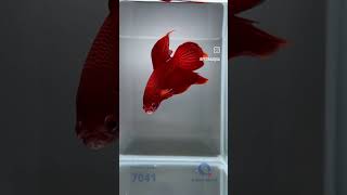 7041 l Betta splendens veiltail red [upl. by Idnac]