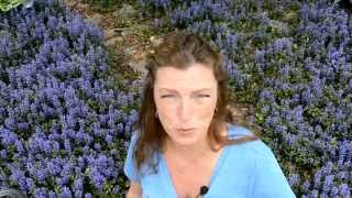 Ajuga Perennial Groundcover [upl. by Frayda]