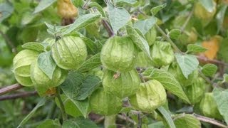 Useful Plant  Ground Cherry [upl. by Dulla]