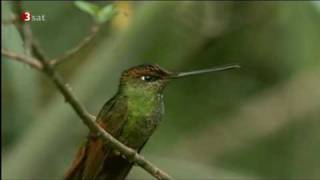 Kolibris im AndenNebelwald [upl. by Hanselka]