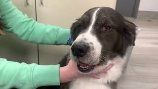 Cranial nerve exam on a dog  Rabies suspect [upl. by Jone]