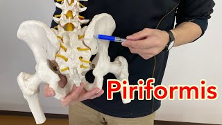 Anatomy of piriformis muscle and sciatic nerve [upl. by Nosyd]