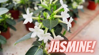 Madagascar Jasmine Plant Care Stephanotis Floribunda  How to Grow Madagascar Jasmine [upl. by Dawaj754]