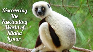 Meet the Unusual Sifaka Lemur The Secrets of Madagascar’s Acrobat [upl. by Lowenstern]