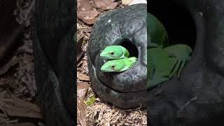 Green Keeled Lizard  VIA Aquarium Schenectady NY [upl. by Ong]