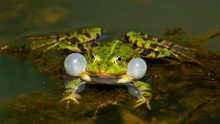 Frog Sounds  Frog Noises  Frog Sounds at Night  Tree Frog Sounds  HalfMoonBeach [upl. by Audri]