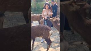 鹿に餌やりで楽しむ外国人観光客🦌奈良公園▶️クリックでロングバージョンに移ります [upl. by Nylirak]