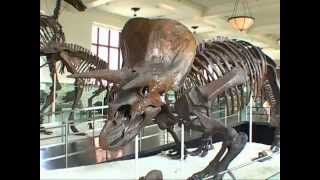 American Museum of Natural History in New York Dinosaurfilm [upl. by Solitta956]