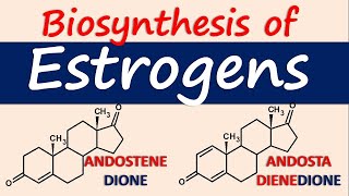 Estrogens  Biosynthesis and chemical synthesis [upl. by Epp]