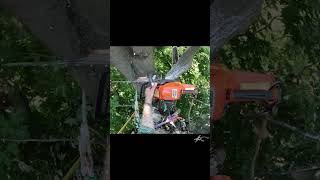 Crane work is a confidence game treework [upl. by Annekahs789]