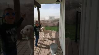 Tumbleweed Stampede in Idaho funnykid hilarious highwinds windstorm crazyweather idaho laugh [upl. by Okiam439]