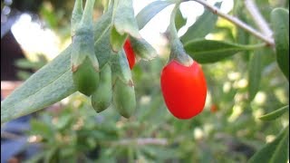 7 Tips For Growing Goji Berry Plants Successfully At Home [upl. by Savinirs]