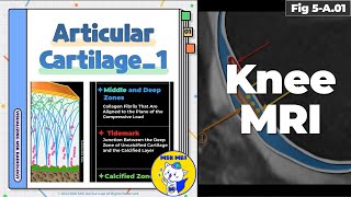 Fig 5A01 Articular Cartilage Structure Composition amp Tidemark Part 1 [upl. by Kester860]