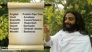 HOW TO USE AMALTAS IN DAILY LIFE  PUDDIN PIPE TREE CASSIA FISTULA BENEFITS BY NITYANANDAM SHREE [upl. by Otrevogir]