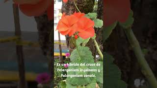 Encantadora planta de bellísimas y arómaticas flores geranio común Pelargonium hortorum [upl. by Jasmine]