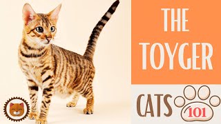 🐱 Cats 101 🐱 TOYGER CAT  Top Cat Facts about the TOYGER [upl. by Kraft233]