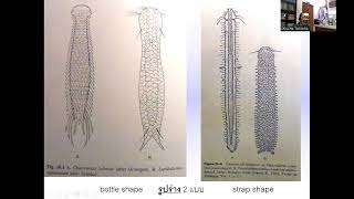 214310 Pseudocoelomates 1 [upl. by Crespi]