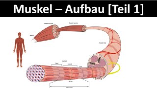 Aufbau des Muskels  Muskelanatomie  Skelettmuskel  Sarkomer Biologie  Sport Oberstufe 16 [upl. by Haimrej565]