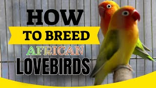 African Lovebird Breeding Tips  How To Breed African Lovebirds  Easy amp Simple Way [upl. by Ardet]