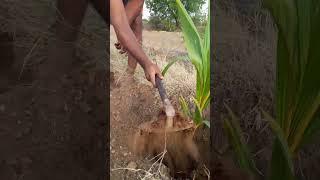 தென்னங்கன்று நடவு  Coconut Planting method vivasayam farming [upl. by Quintessa]